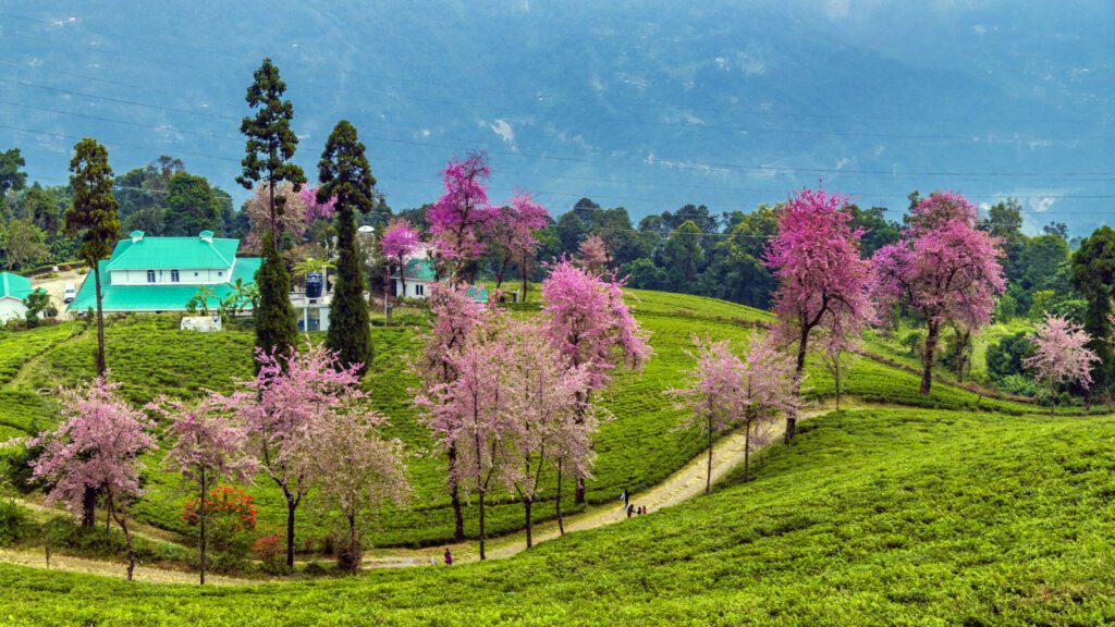 temi tea garden