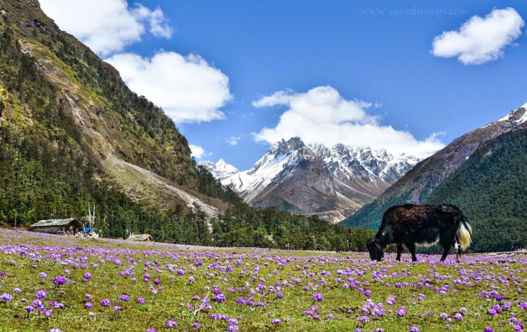 yumthang valley